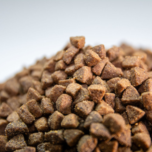 comida para gatitos con salmón