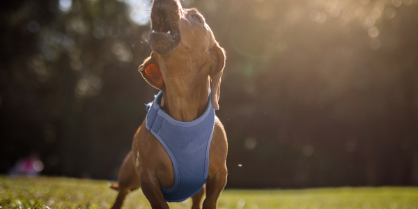 ¿Sabías que los gatos pueden emitir más de 100 sonidos diferentes, mientras que los perros solo alrededor de 10?