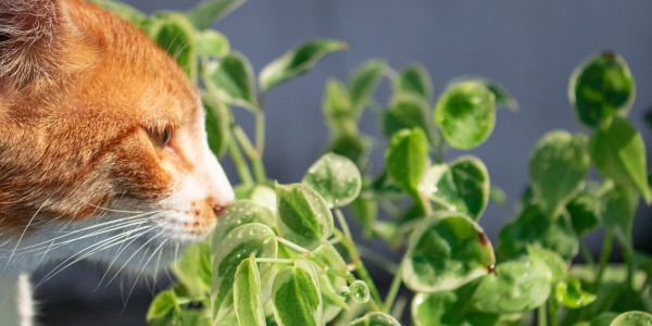 Gatos y plantas: Atracción y peligros ocultos